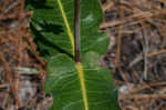 Clasping milkweed